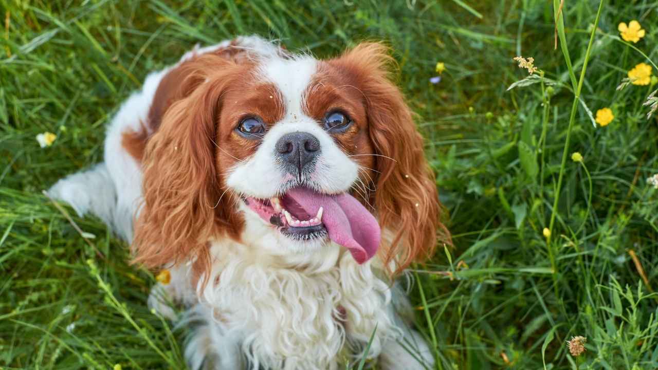 Cavalier King Charles Spaniel