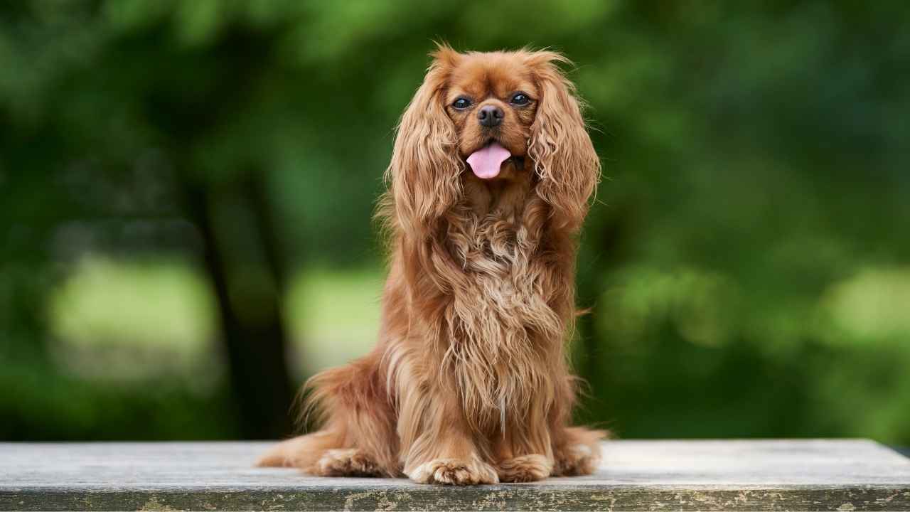 Cavalier King Charles Spaniel