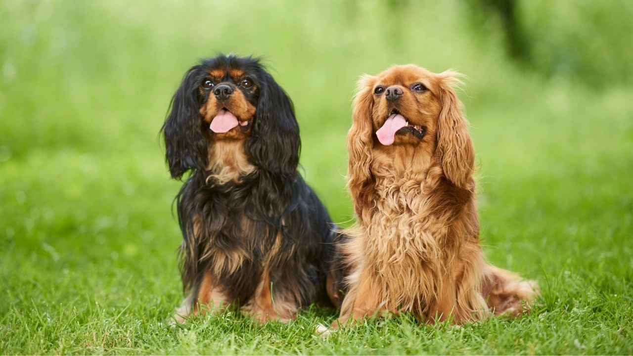 Cavalier King Charles Spaniel