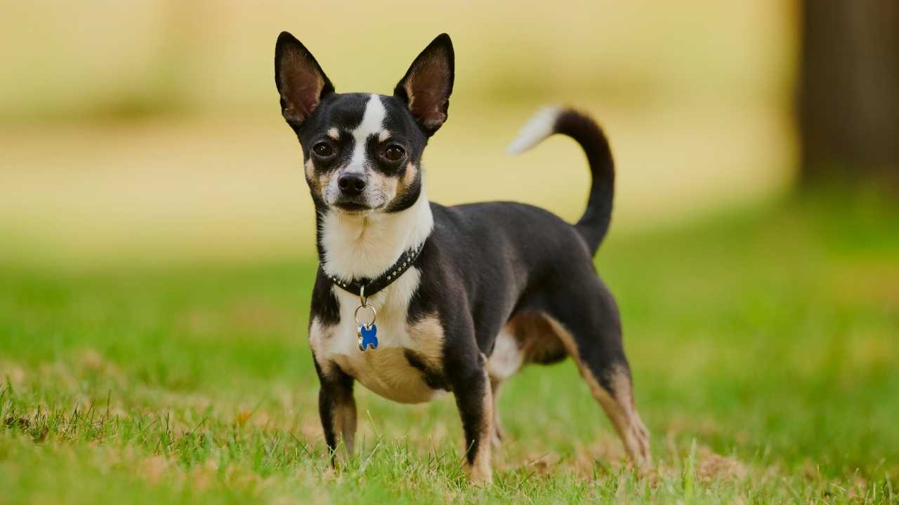 Chihuahua