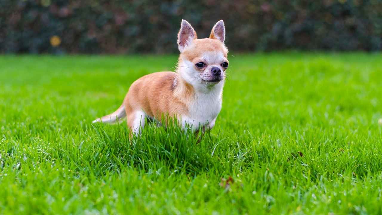 Chihuahua