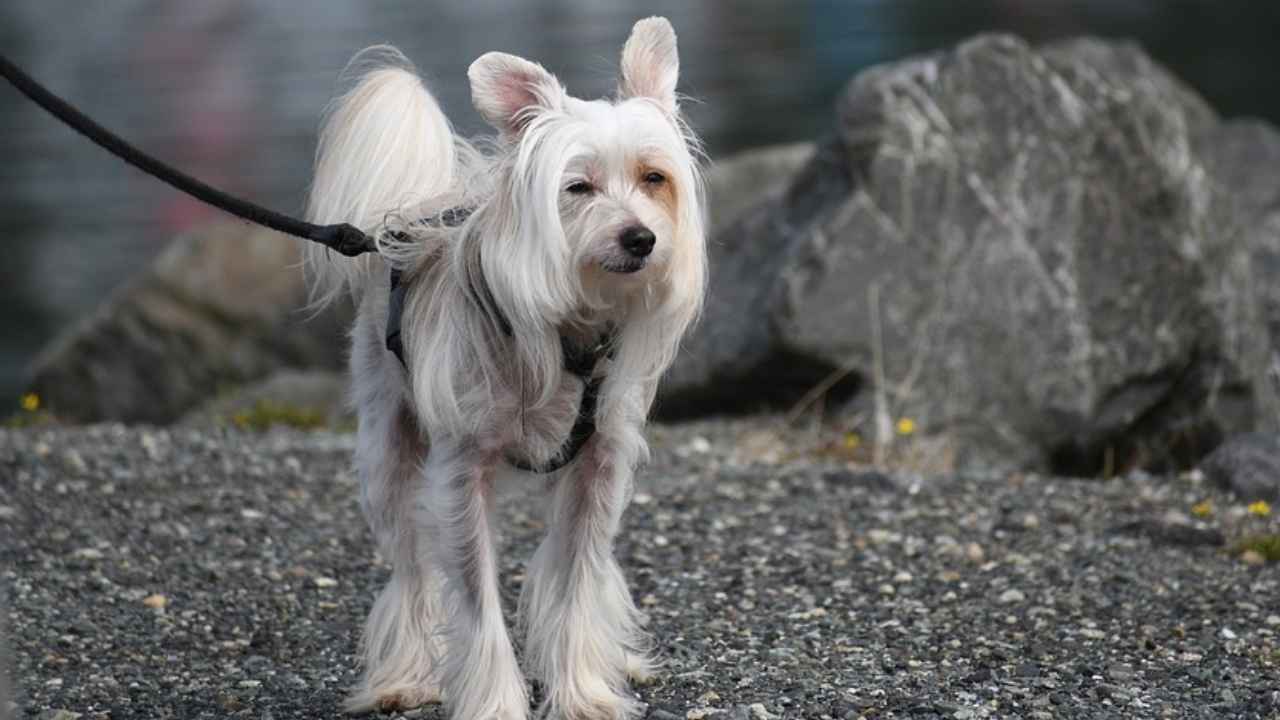 Chinese Crested