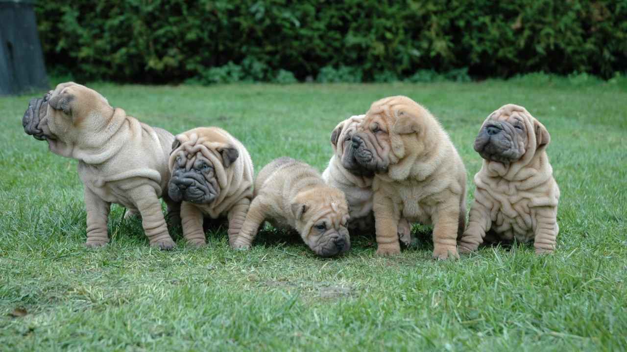 Shar Pei