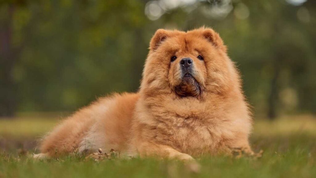 Chow Chow 1