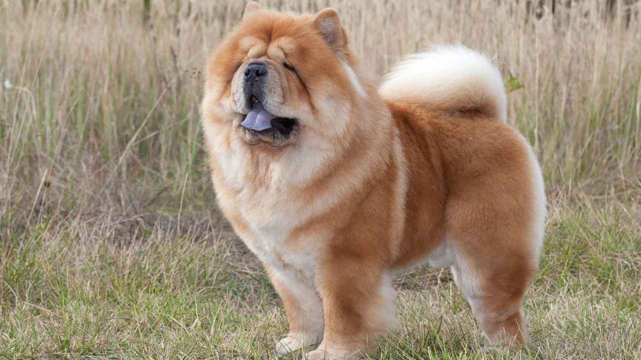 Chow Chow