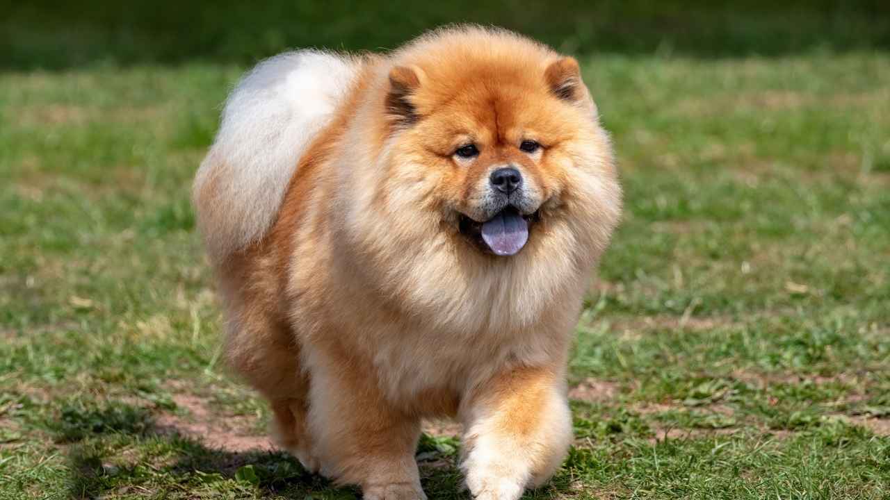 Chow Chow