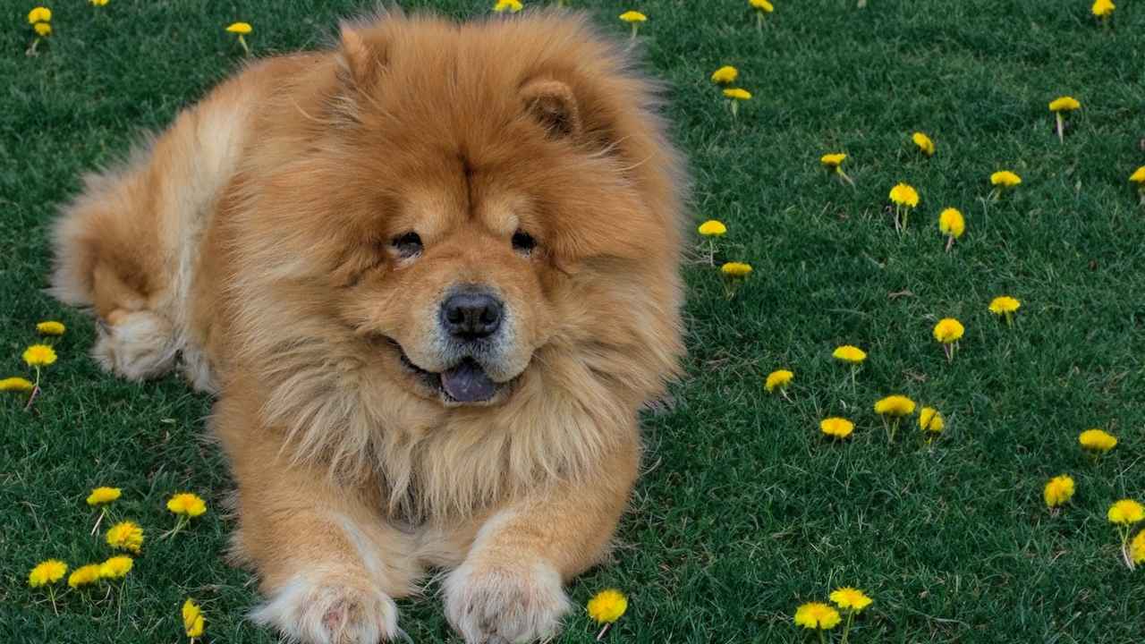 Chow Chow