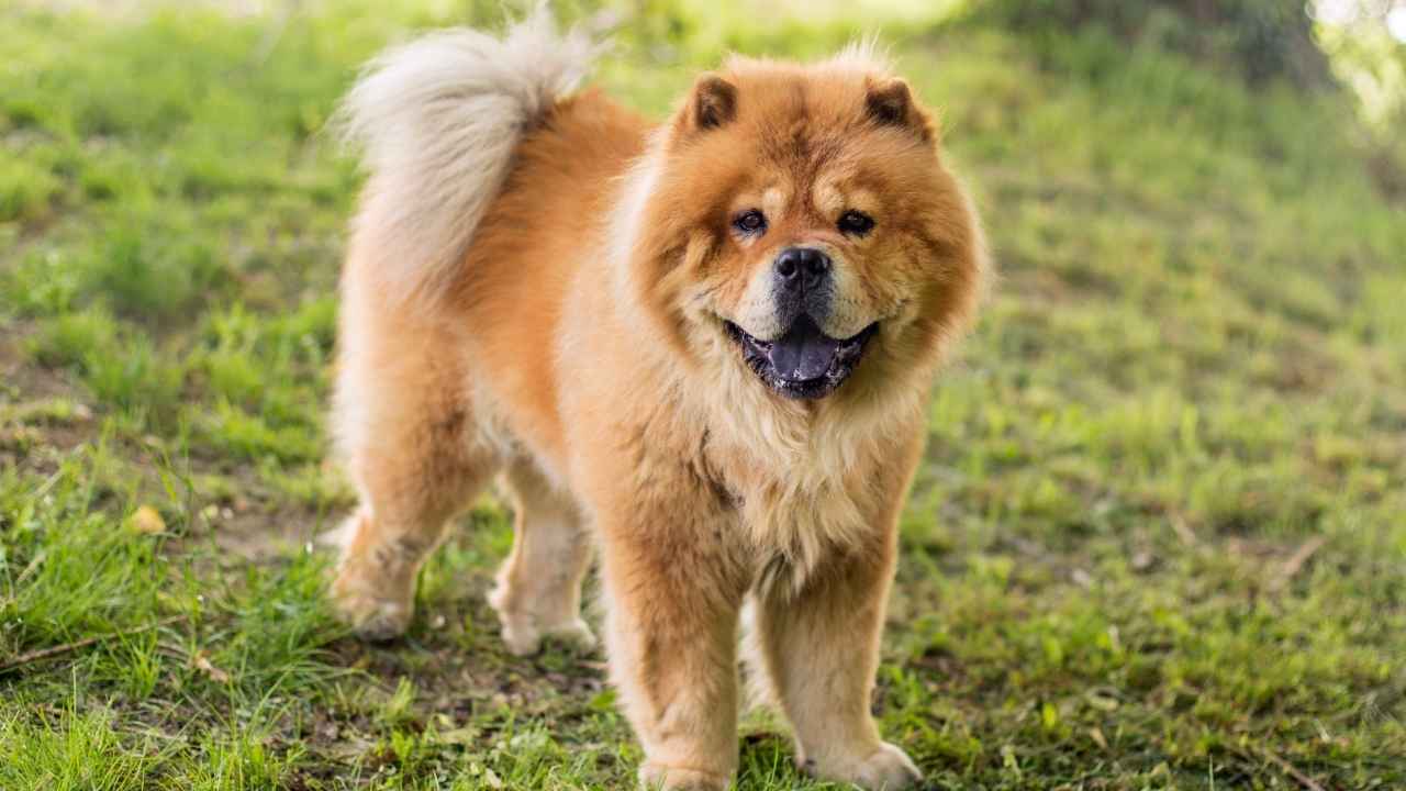 Chow Chow