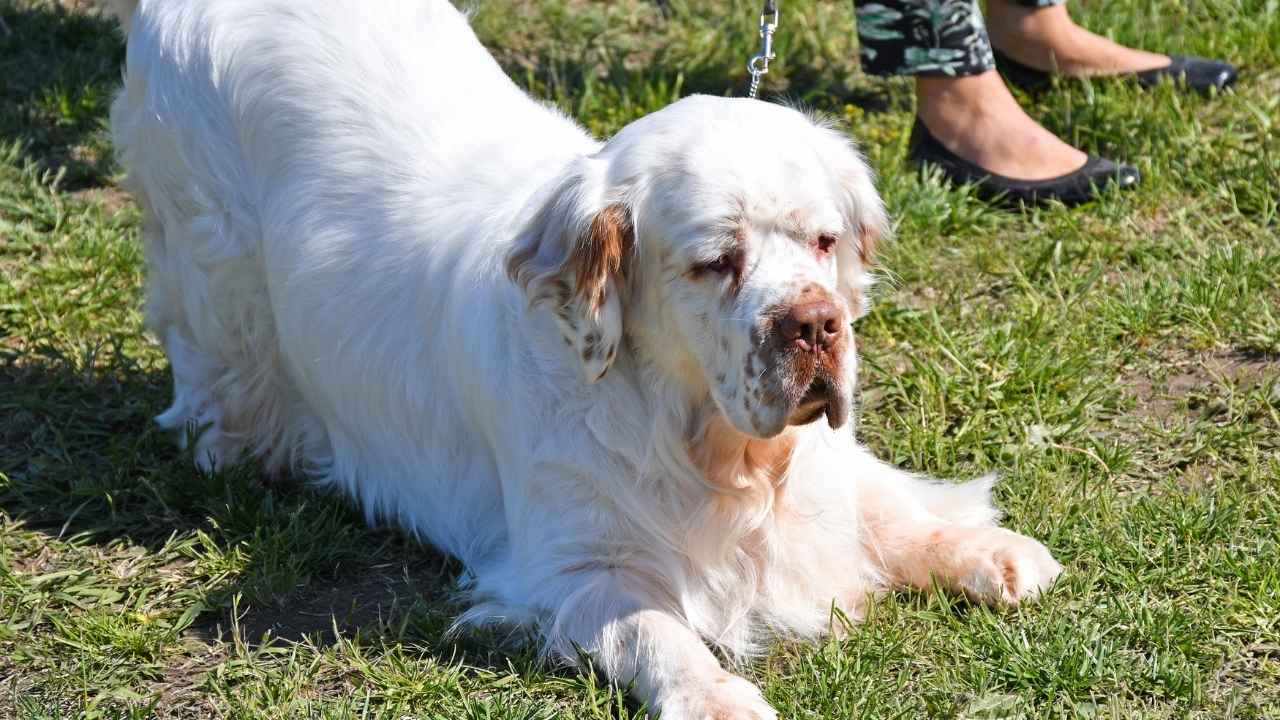 Clumber Spaniel