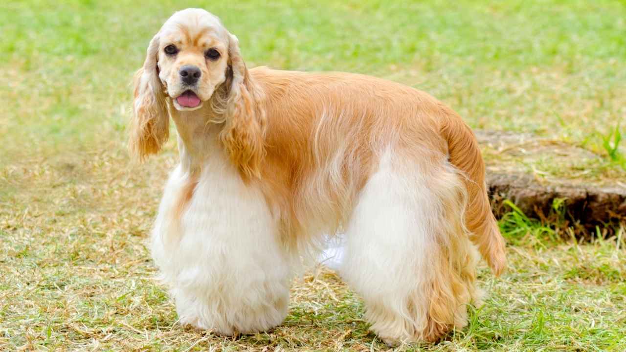 Cocker Spaniel