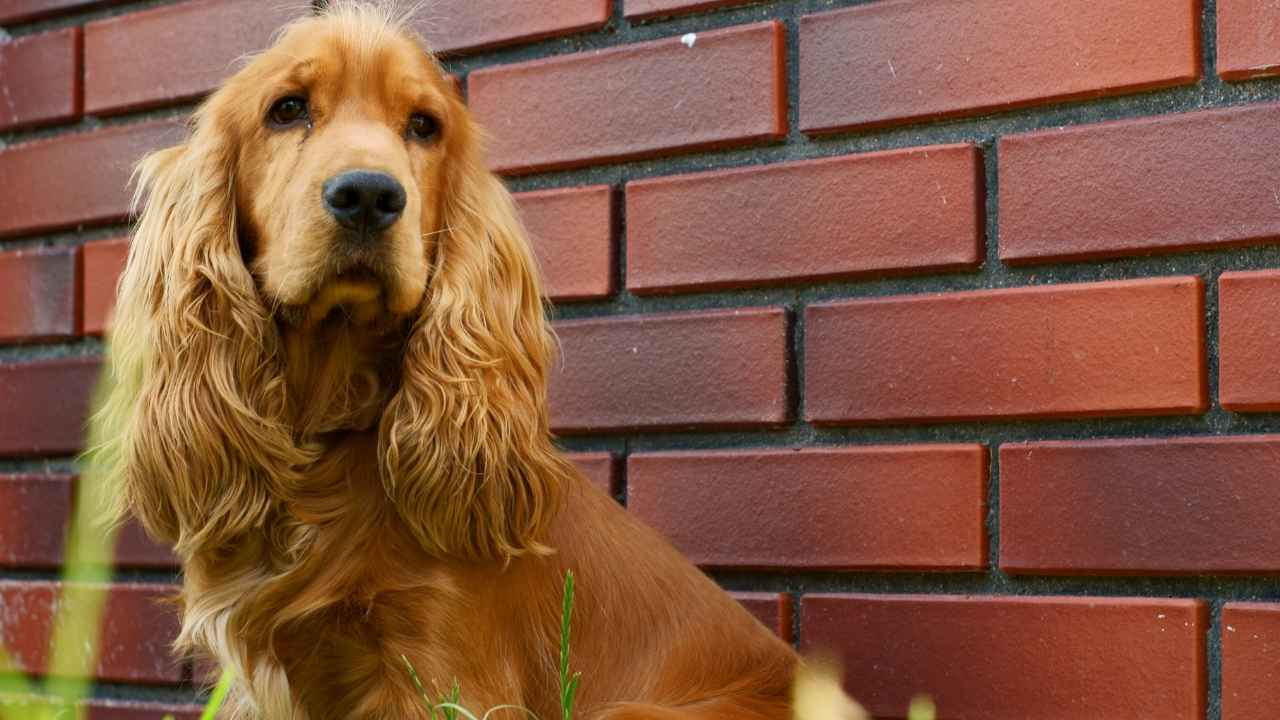 Cocker Spaniel