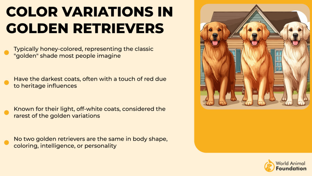 Color Variations in Golden Retrievers