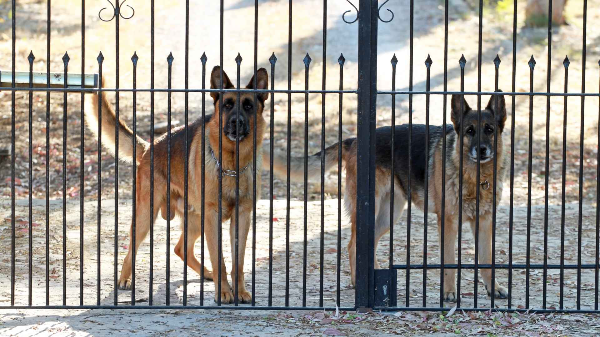 Common Guard Dog Breeds