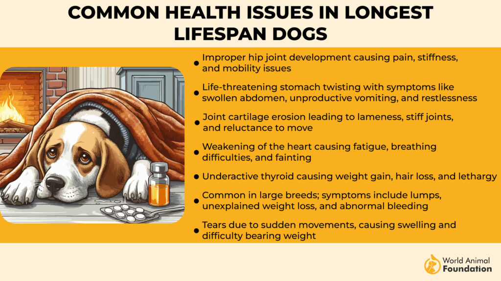 Common Health Issues in Longest Lifespan Dogs