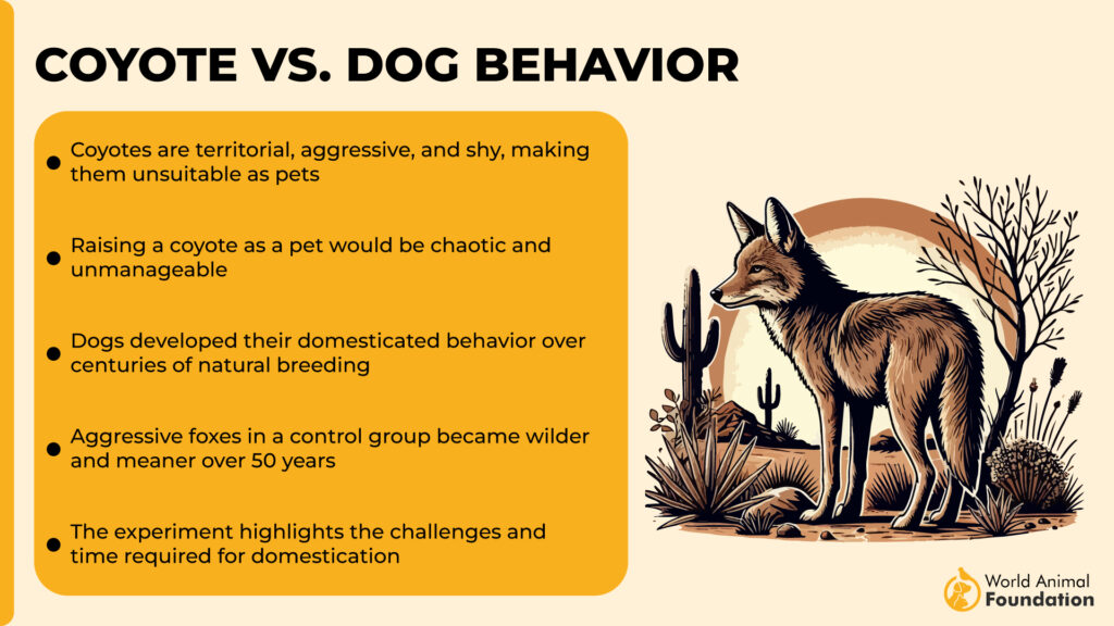 Coyote vs. Dog Behavior