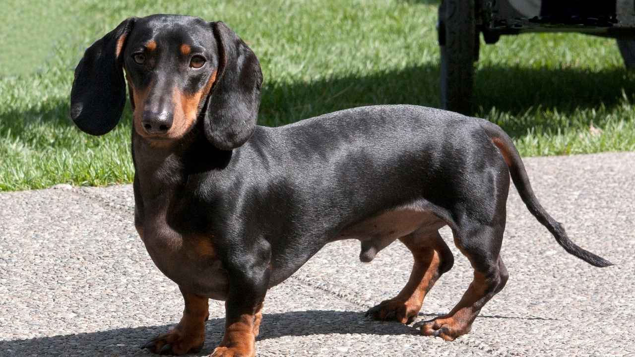 Dachshund