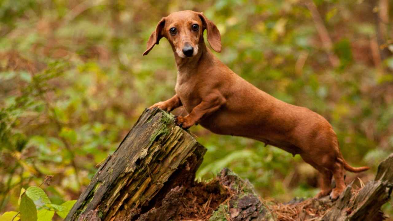 Dachshund