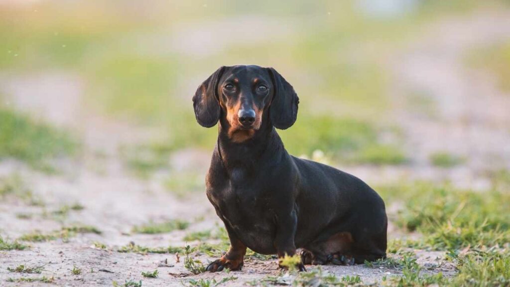 Dachshund Puppies