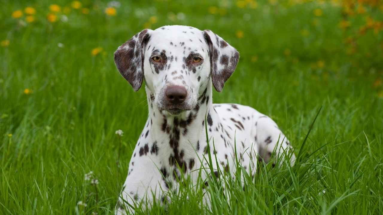 Dalmatian