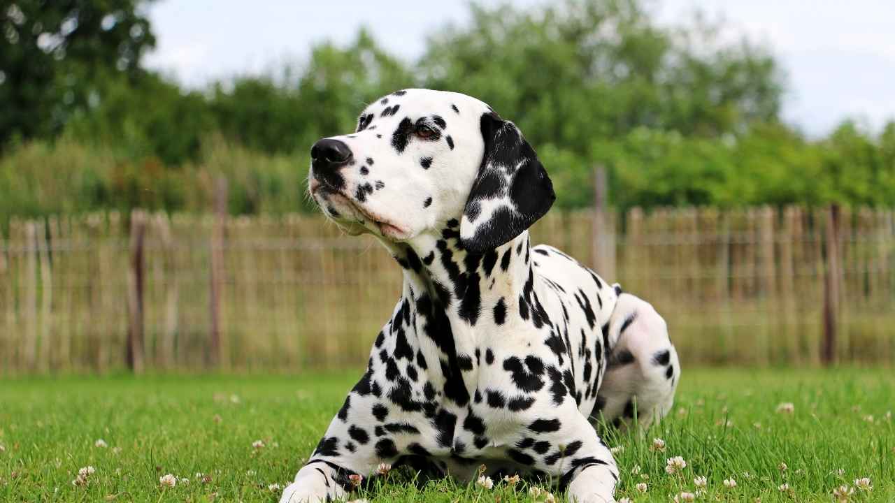 Dalmatian