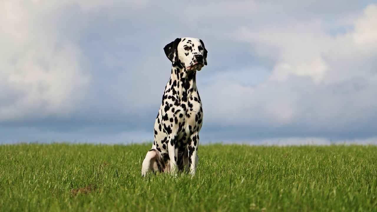 Dalmatian