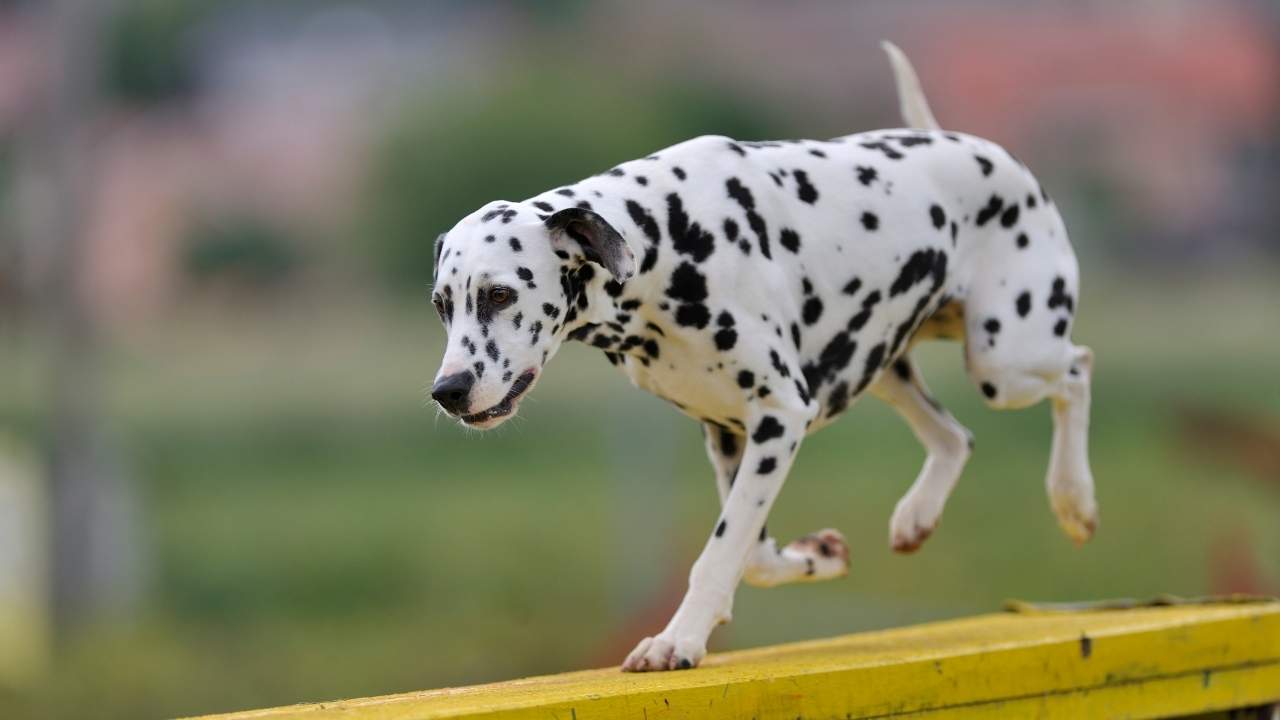 Dalmatian