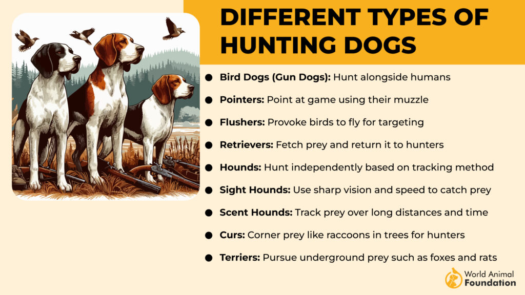 Different Types of Hunting Dogs