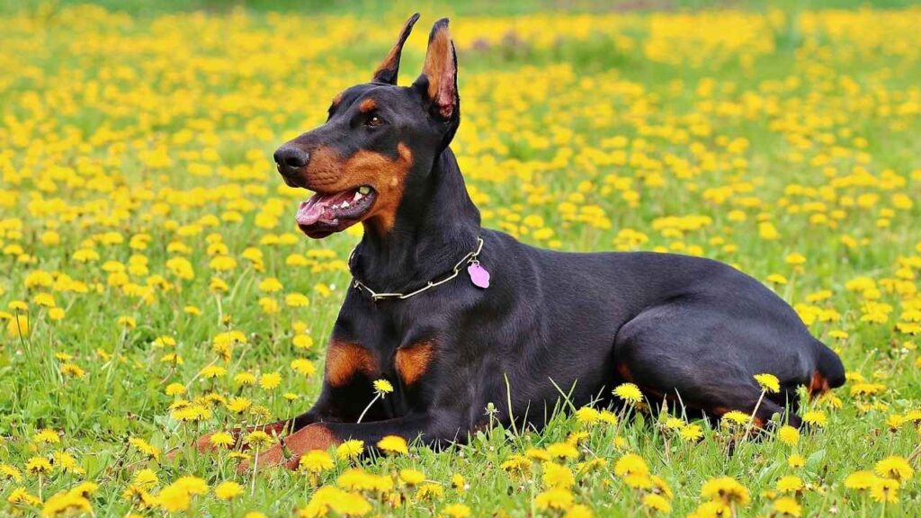 are doberman good guard dog 