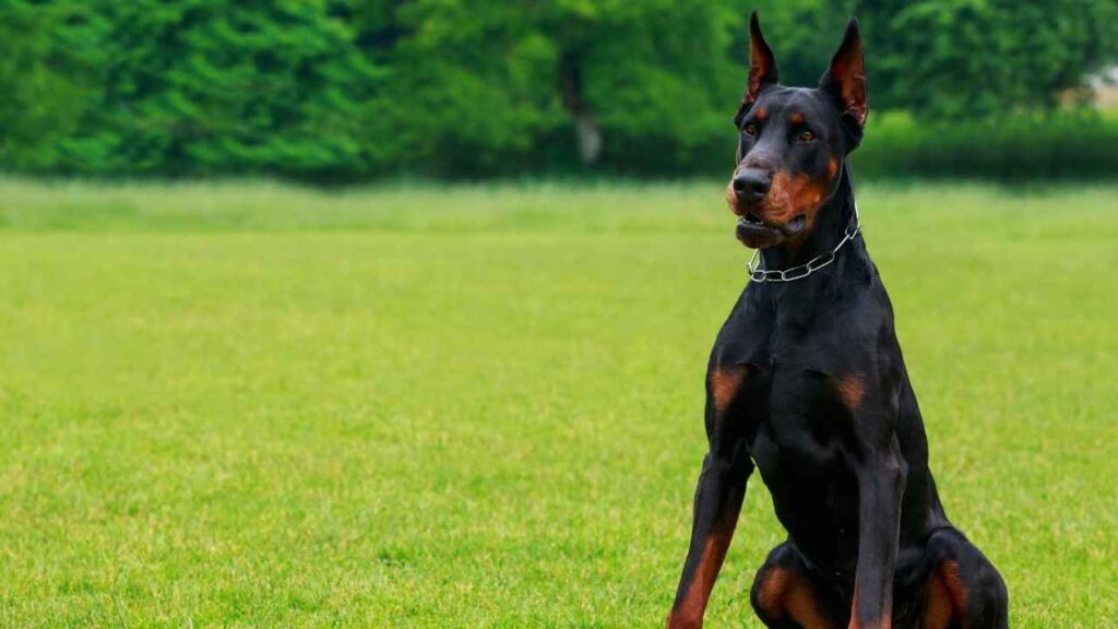 Doberman Pinscher 1 2