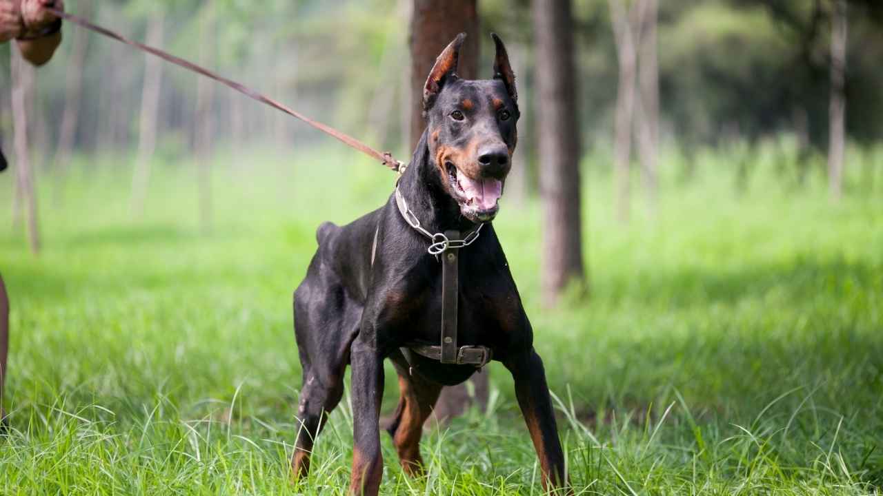 Doberman Pinscher