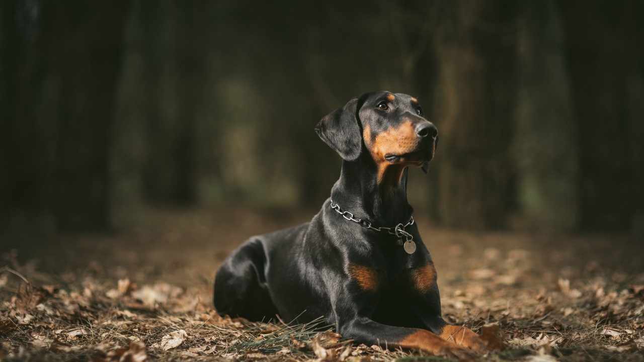 Doberman Pinscher