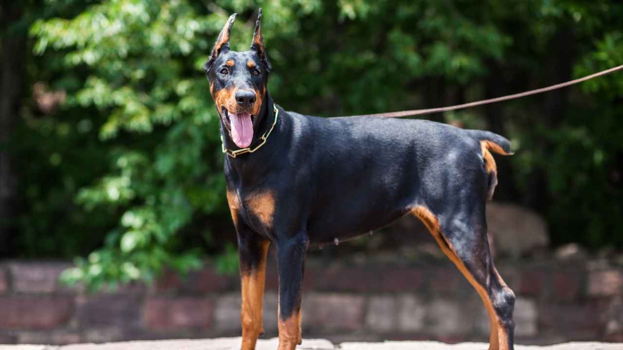 Doberman Pinscher