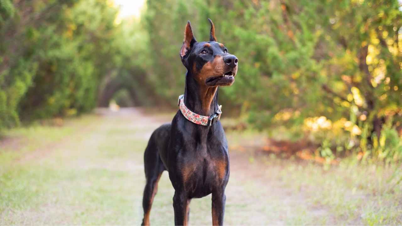 Doberman Pinscher