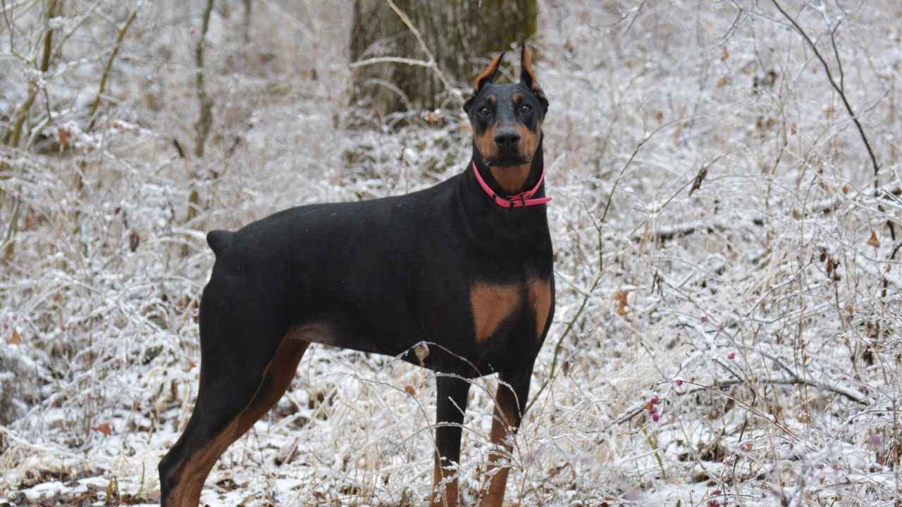 Doberman Pinscher