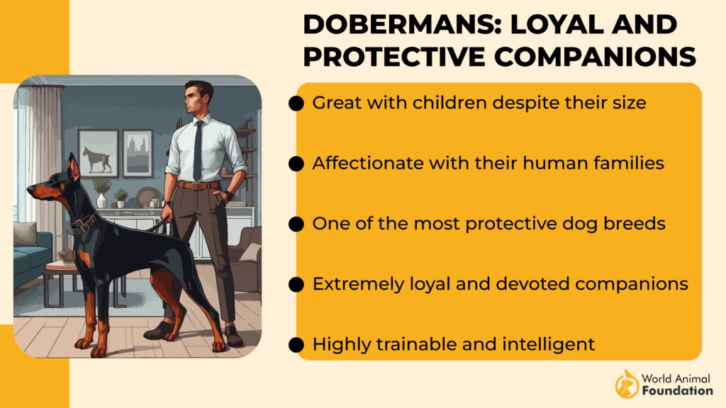 Dobermans Loyal and Protective Companions