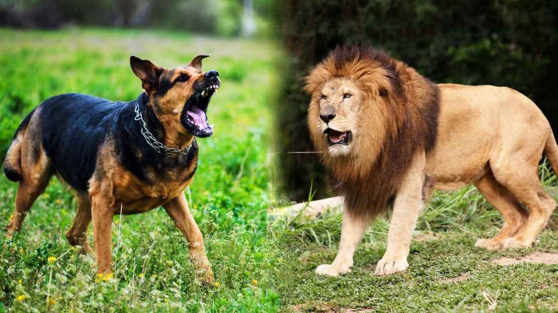 Dog Breeds That Can Fight a Lion 1