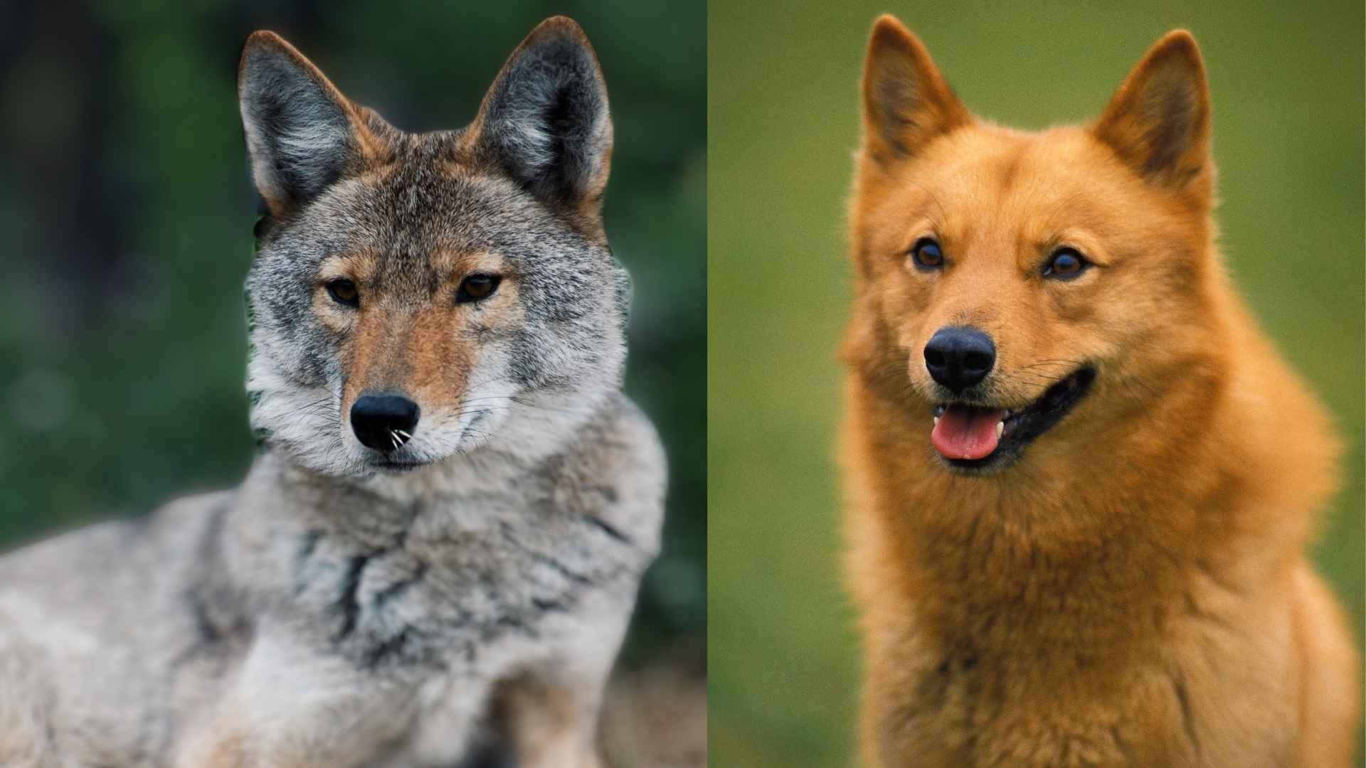 Dog Breeds That Look Like Coyotes