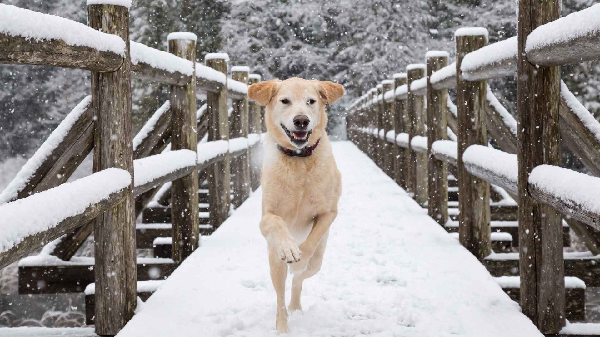 Dog Breeds That Loves Snow