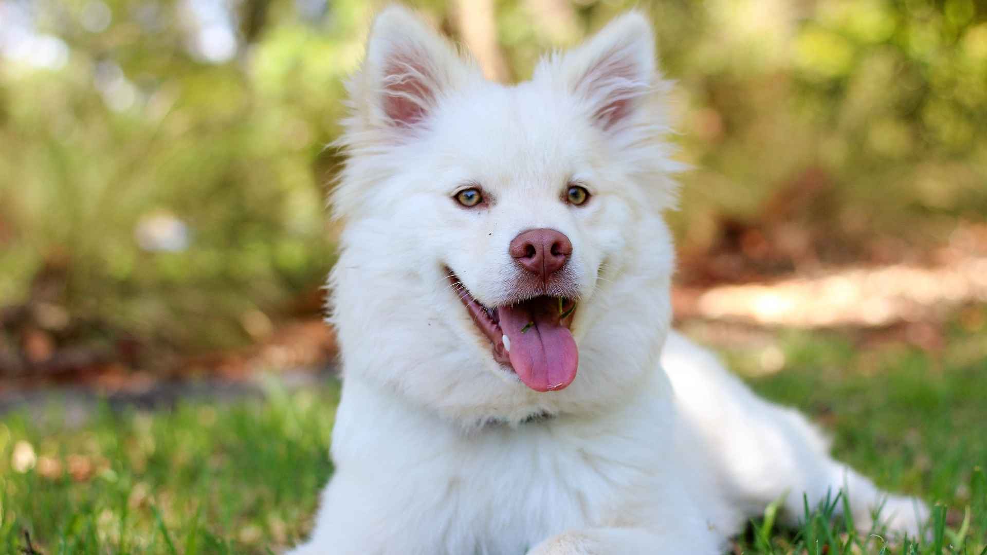 Dog Breeds That Only Have White Coats