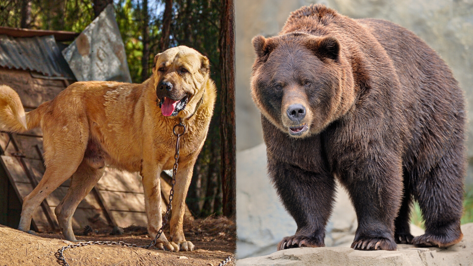 Dog Breeds To Protect Against Bears 1