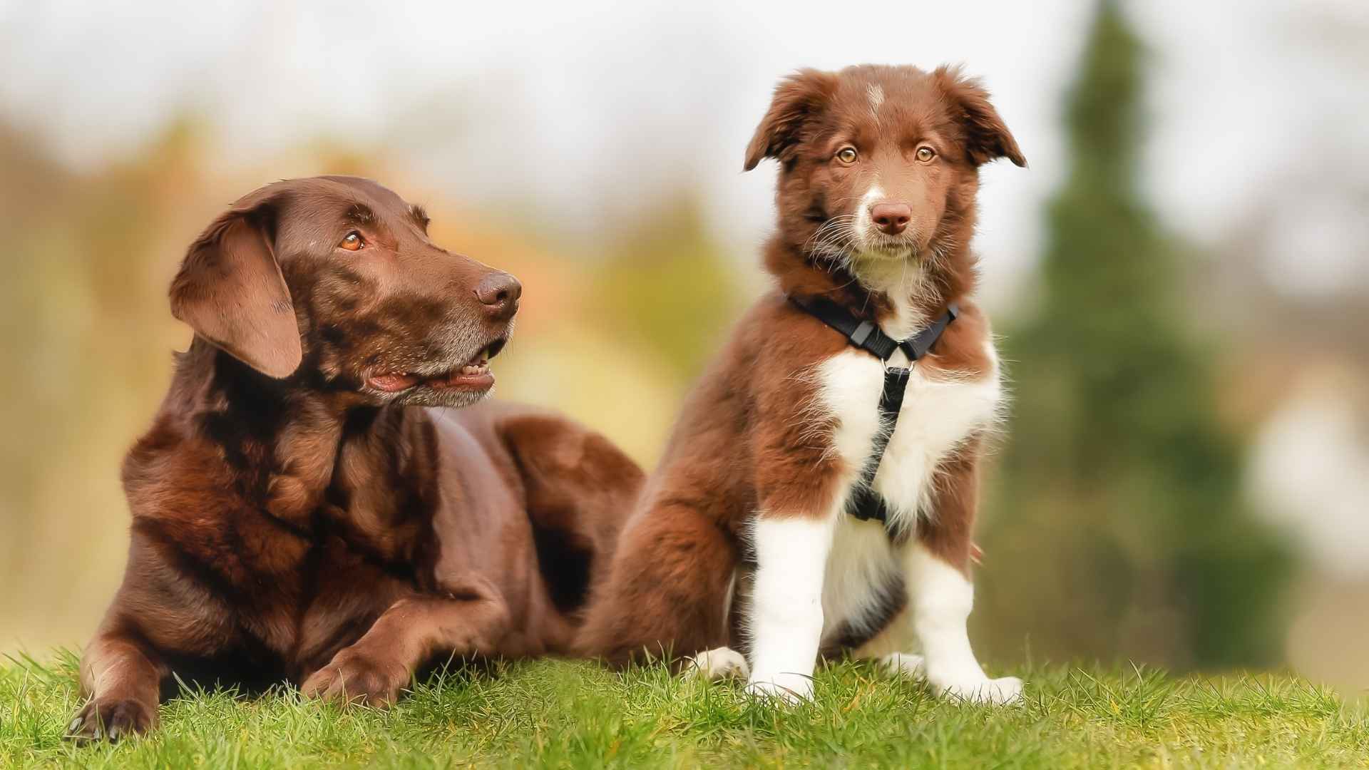 Dog Breeds that Look Completely Different as Puppies