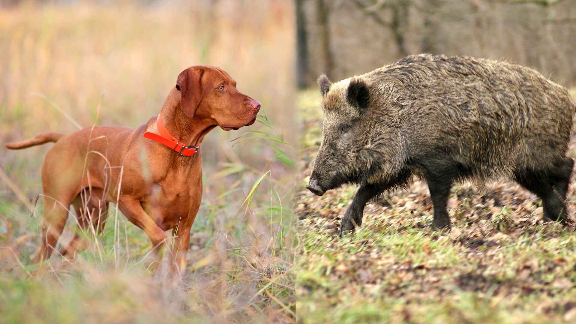 Dog Breeds to Guard Against Feral Hogs 1