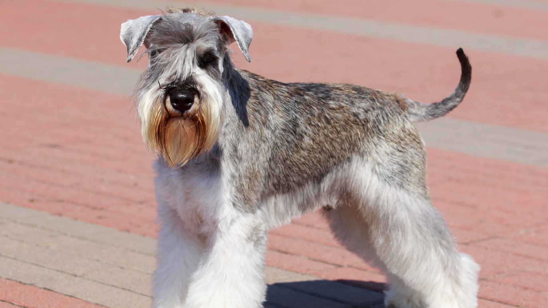 Dog Breeds with Beards