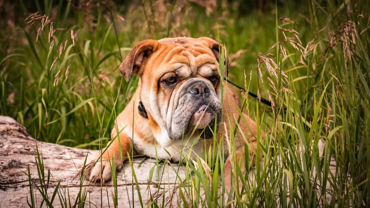 English Bulldog