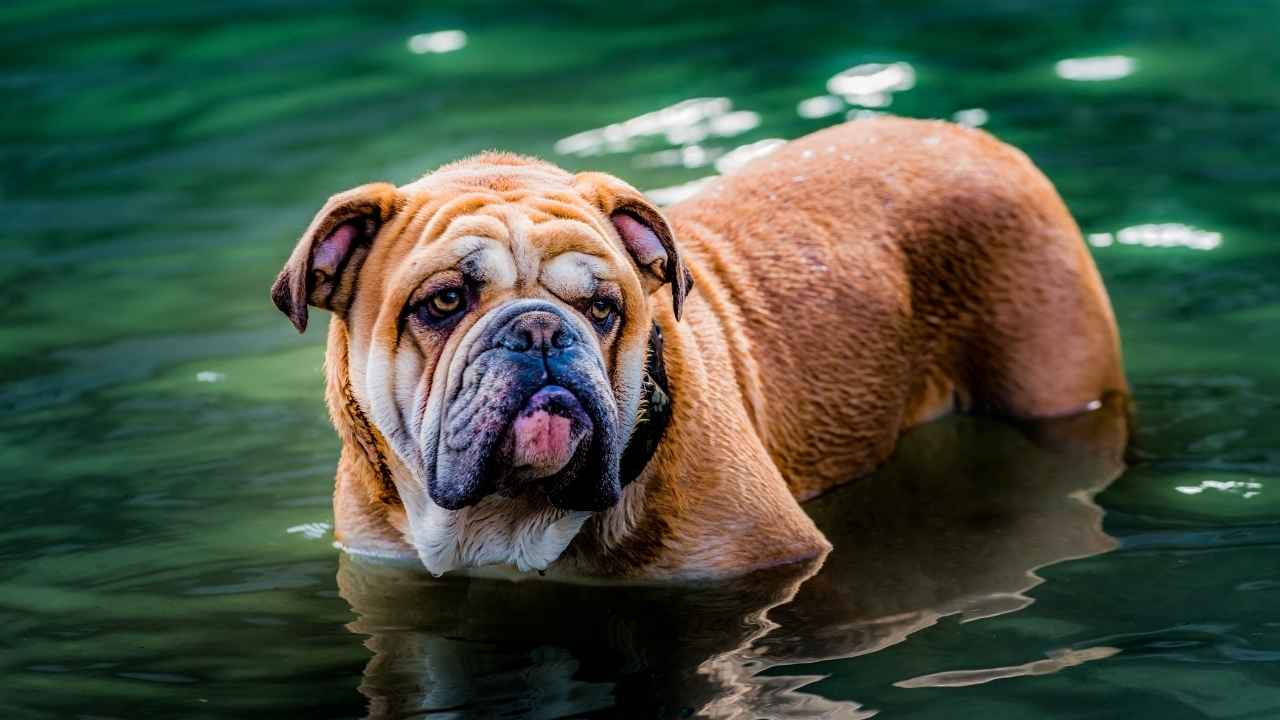 English Bulldog