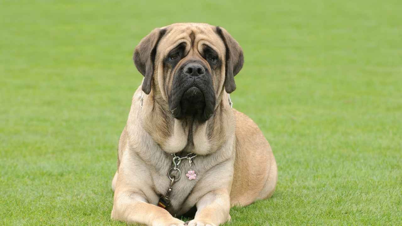 English Mastiff