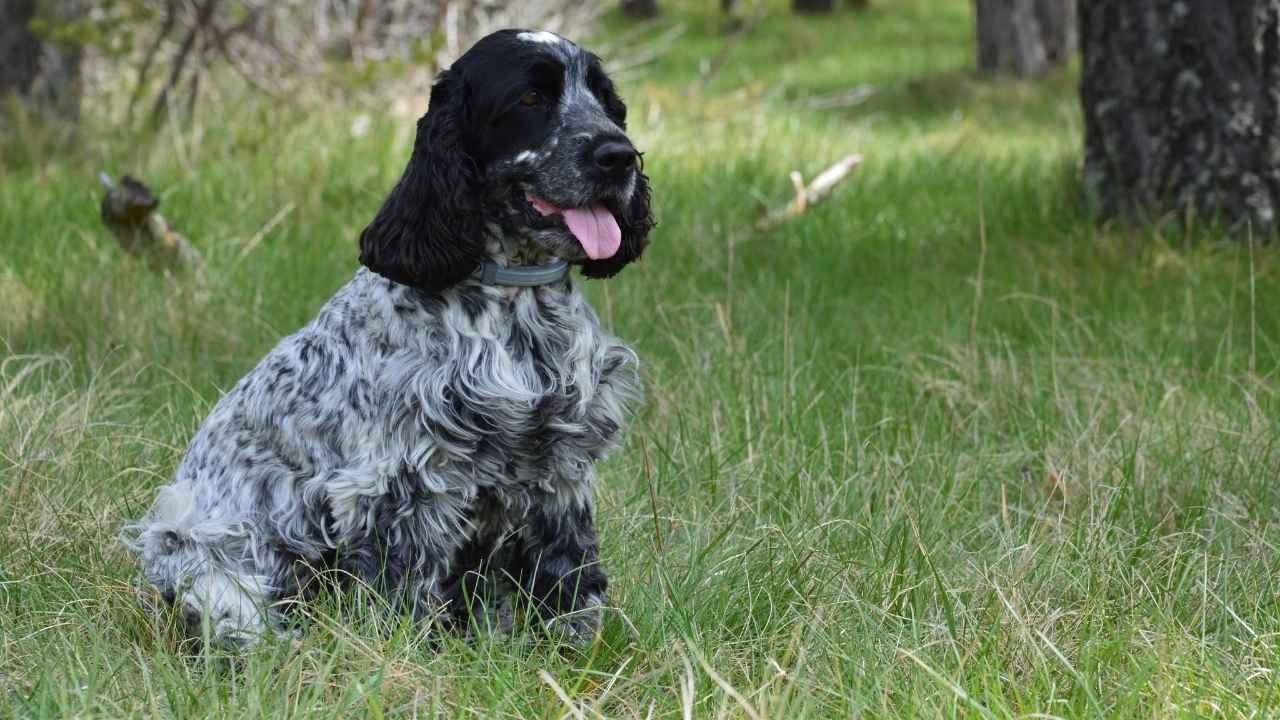 English Springer Spaniel