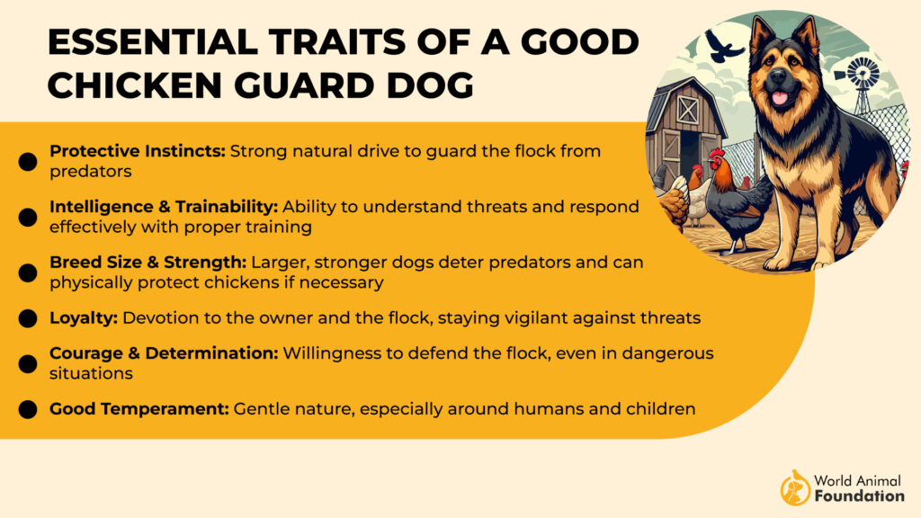 Essential Traits of a Good Chicken Guard Dog