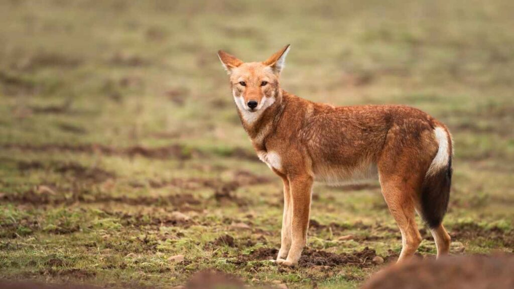 Ethiopian Wolf