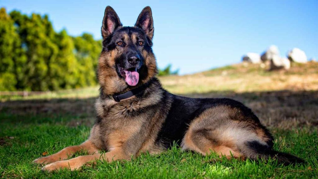 European German Shepherd